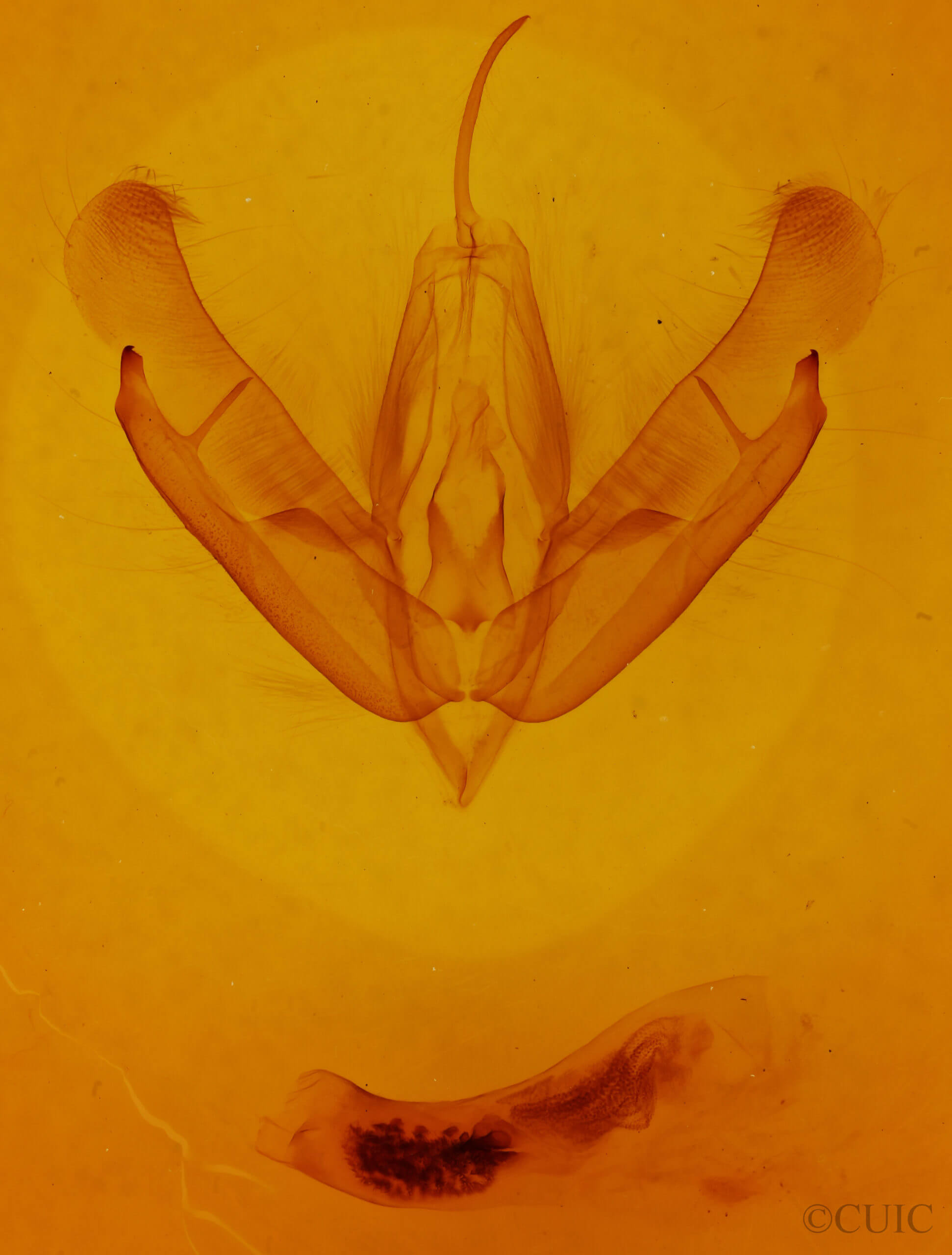 genitalia view of adult Acronicta tritona