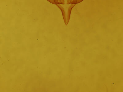 genitalia view of adult Acronicta vinnula