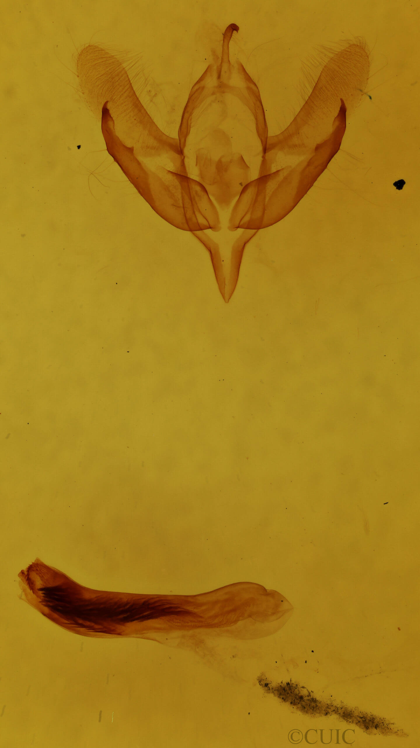 genitalia view of adult Acronicta vinnula