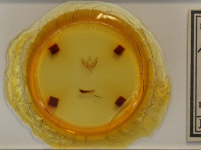 slide view of adult Acronicta vinnula