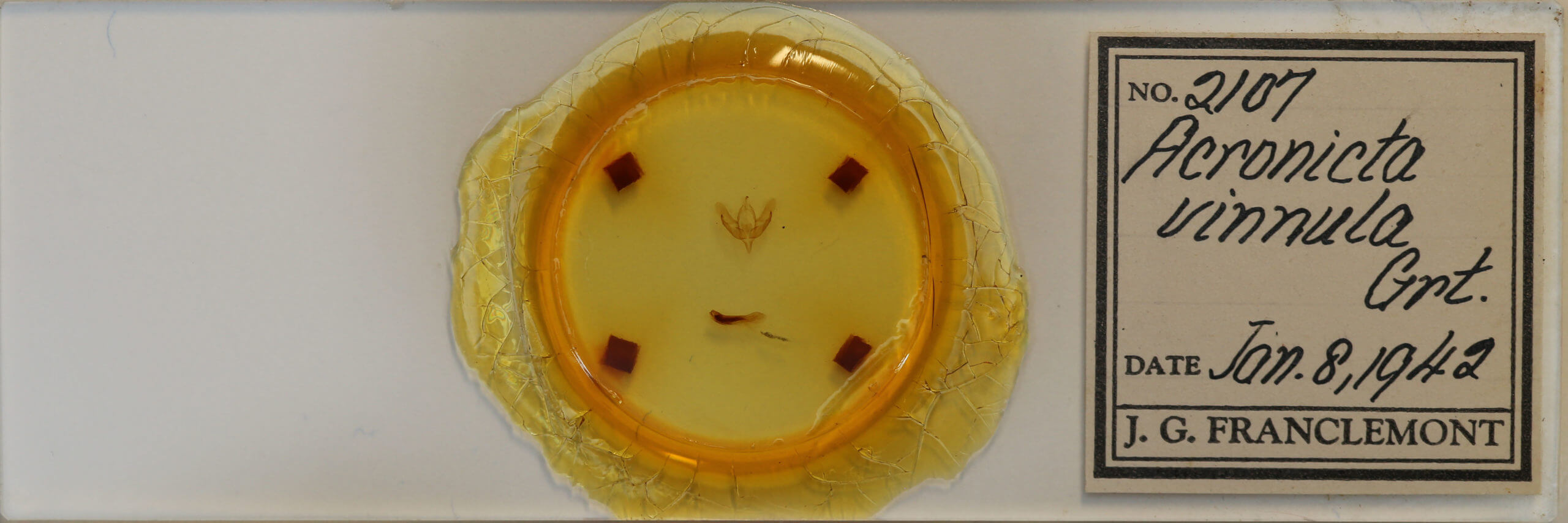 slide view of adult Acronicta vinnula