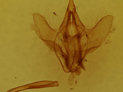 genitalia view of adult Adalgisa croesa