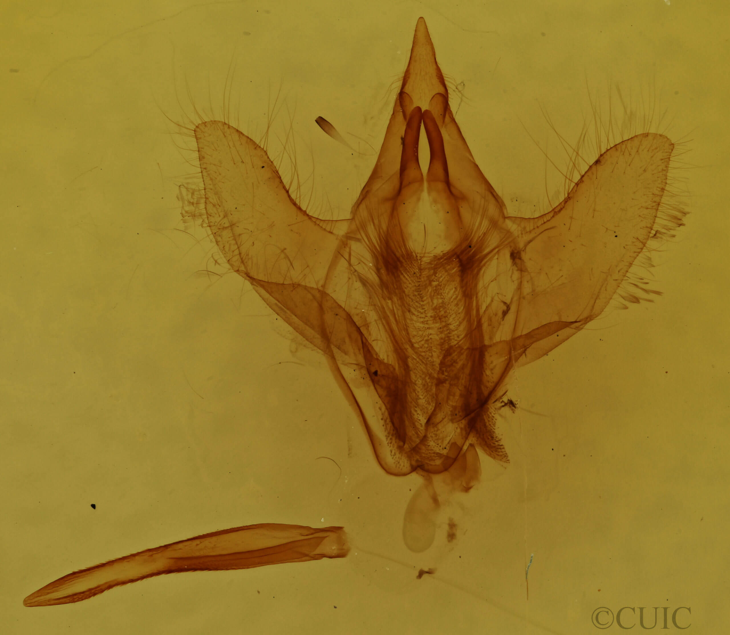 genitalia view of adult Adalgisa croesa