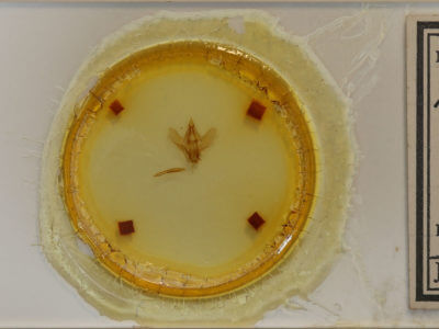 slide view of adult Adalgisa croesa