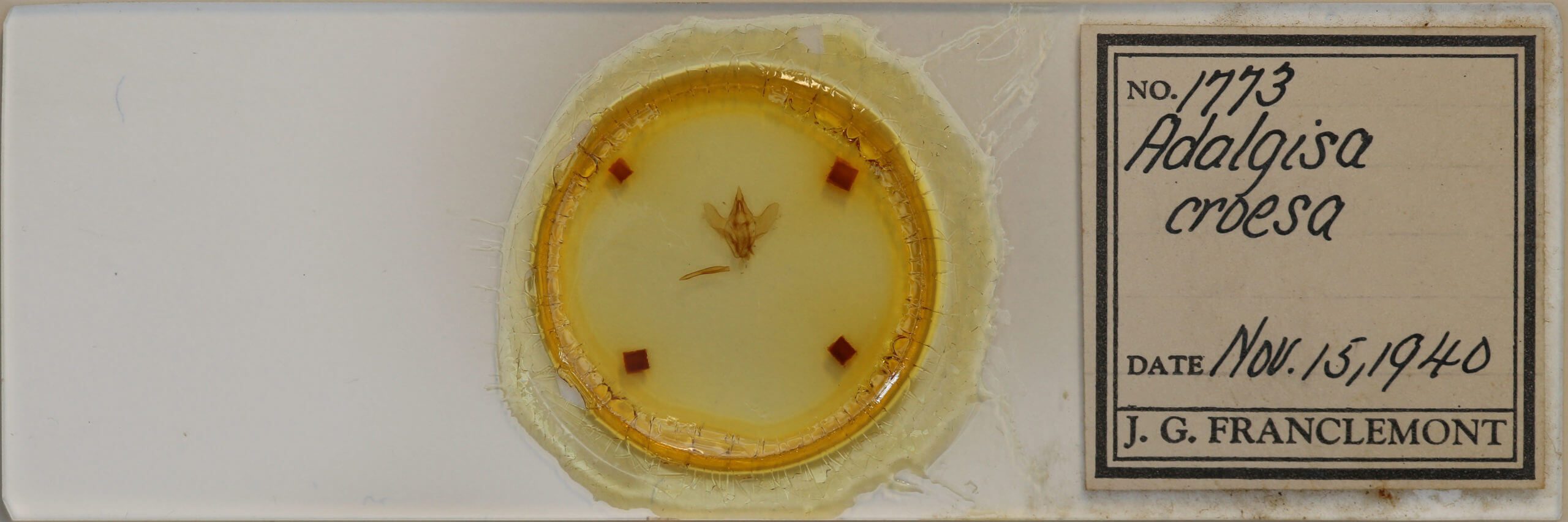 slide view of adult Adalgisa croesa