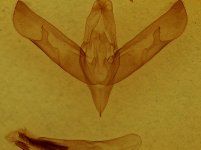 genitalia view of adult Sympistis
