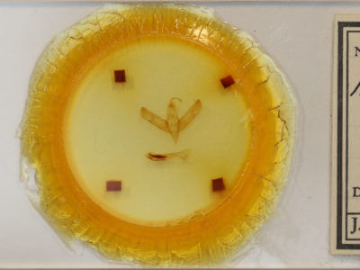 slide view of adult Sympistis