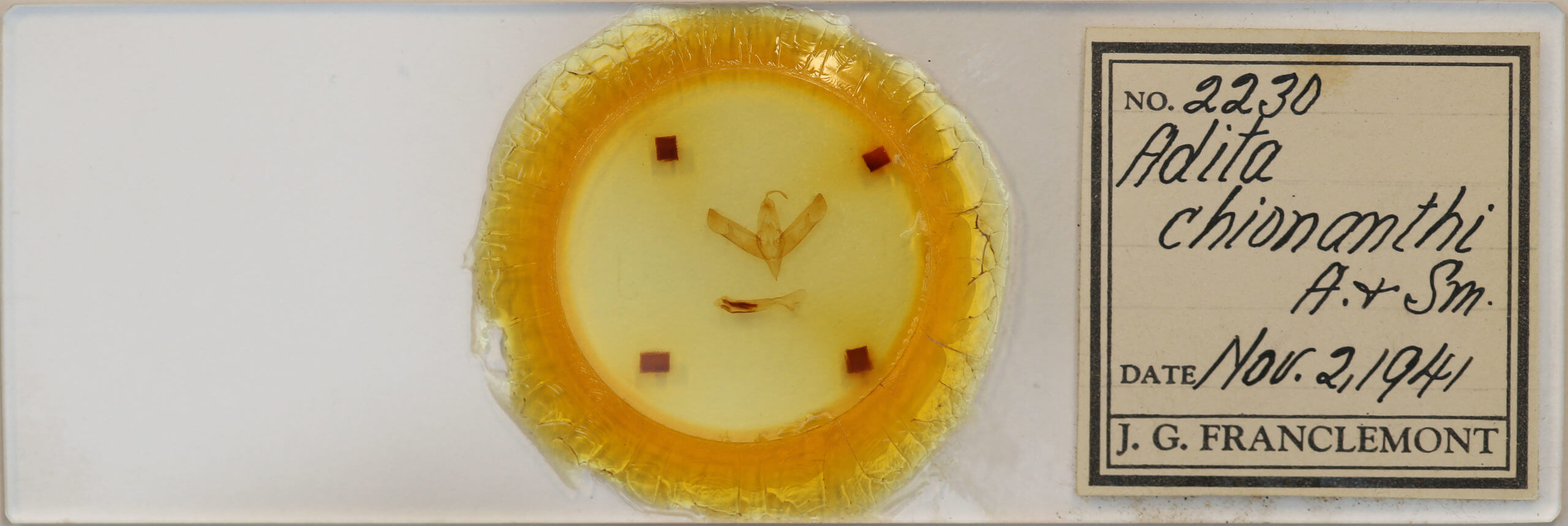 slide view of adult Sympistis