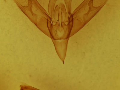 genitalia view of adult Sympistis