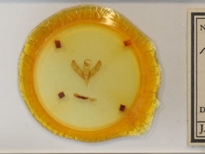 slide view of adult Sympistis