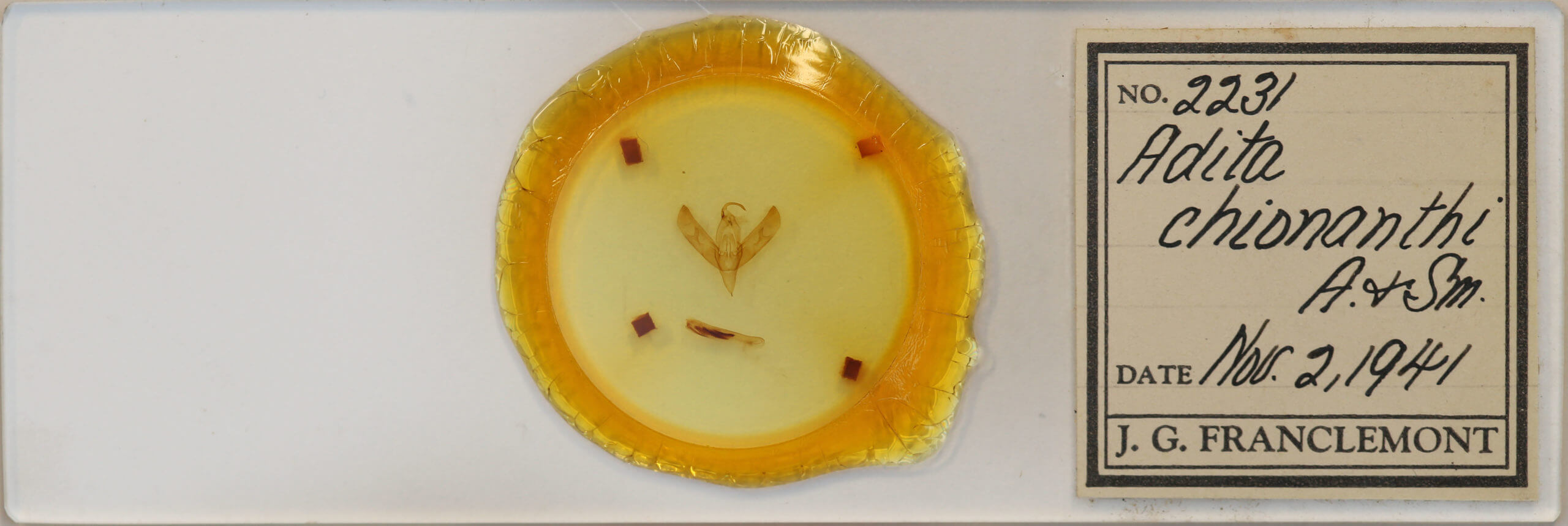 slide view of adult Sympistis