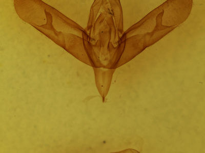 genitalia view of adult Sympistis