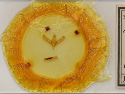 slide view of adult Sympistis