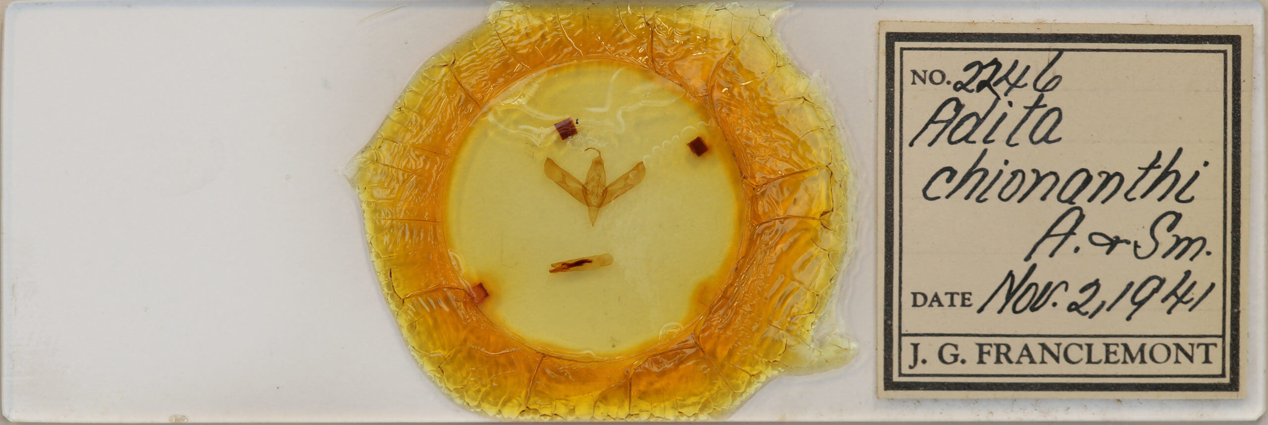 slide view of adult Sympistis