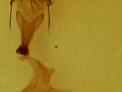 genitalia view of adult Sympistis chionanthi