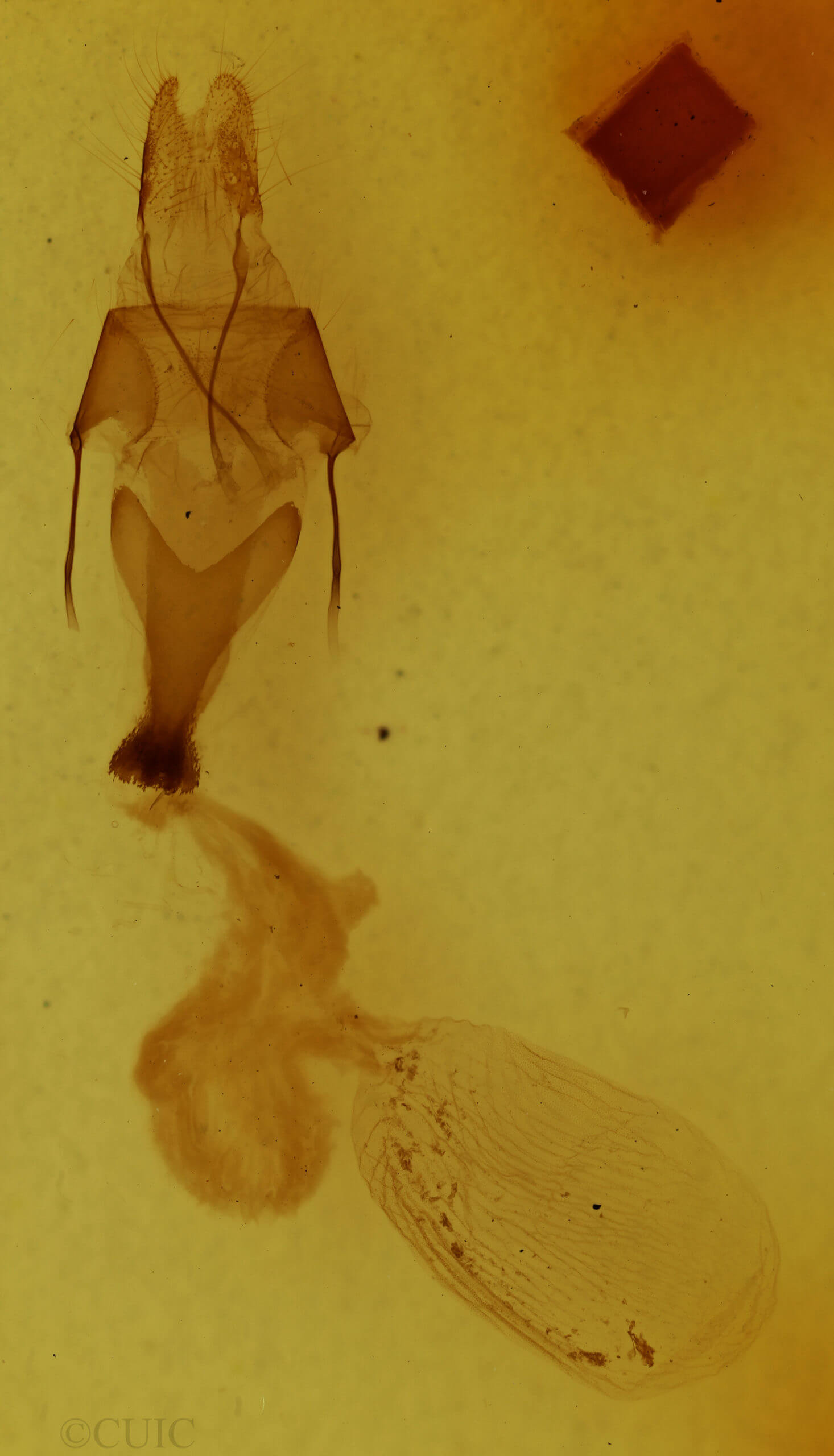 genitalia view of adult Sympistis chionanthi