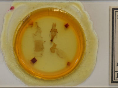 slide view of adult Sympistis chionanthi