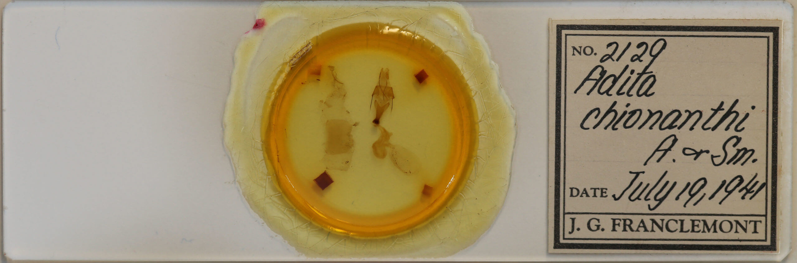 slide view of adult Sympistis chionanthi