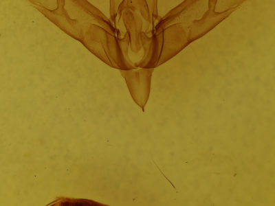 genitalia view of adult Sympistis forbesi