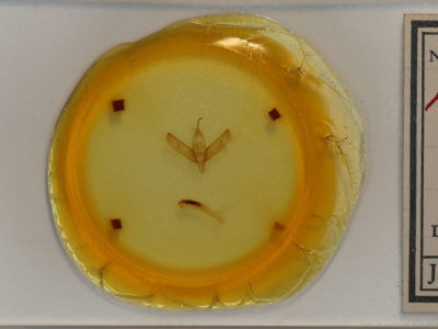 slide view of adult Sympistis forbesi