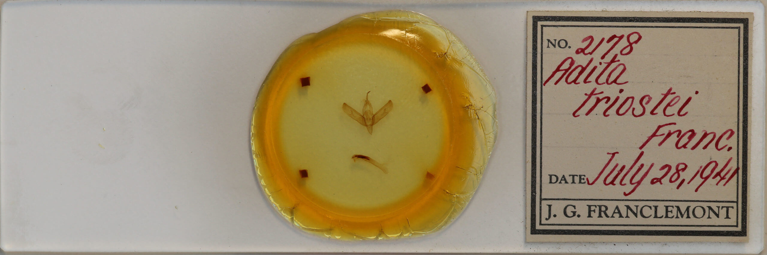 slide view of adult Sympistis forbesi