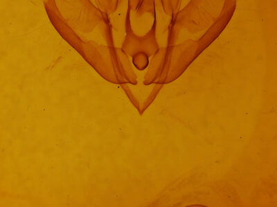 genitalia view of adult Acronicta fallax