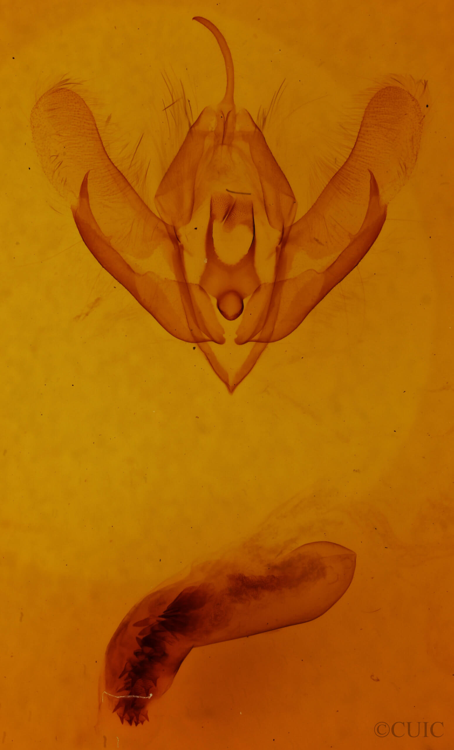 genitalia view of adult Acronicta fallax