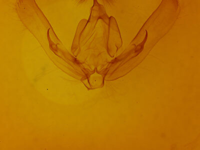 genitalia view of adult Agrotis malefida