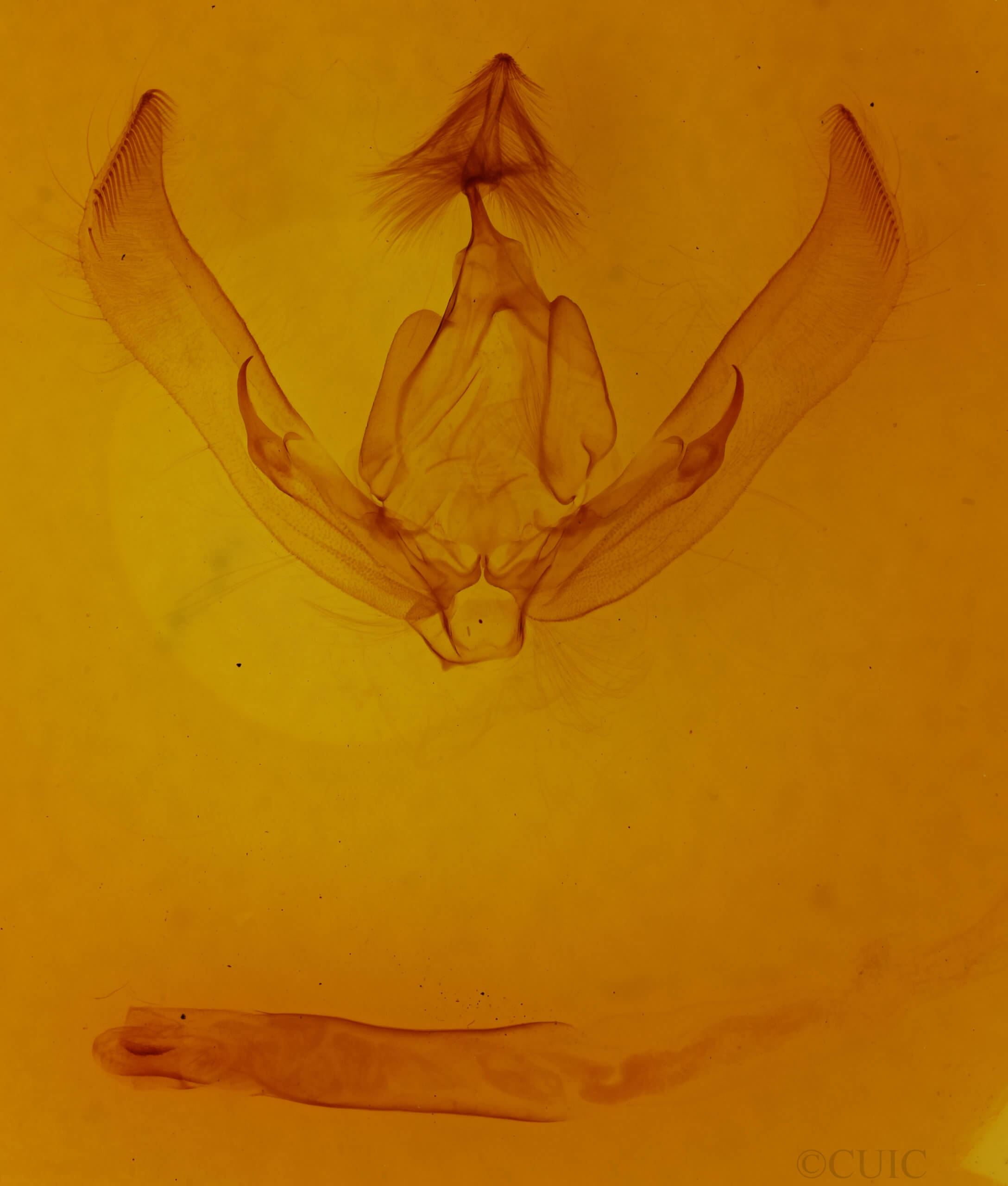 genitalia view of adult Agrotis malefida