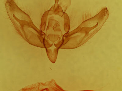 genitalia view of adult Feltia manifesta