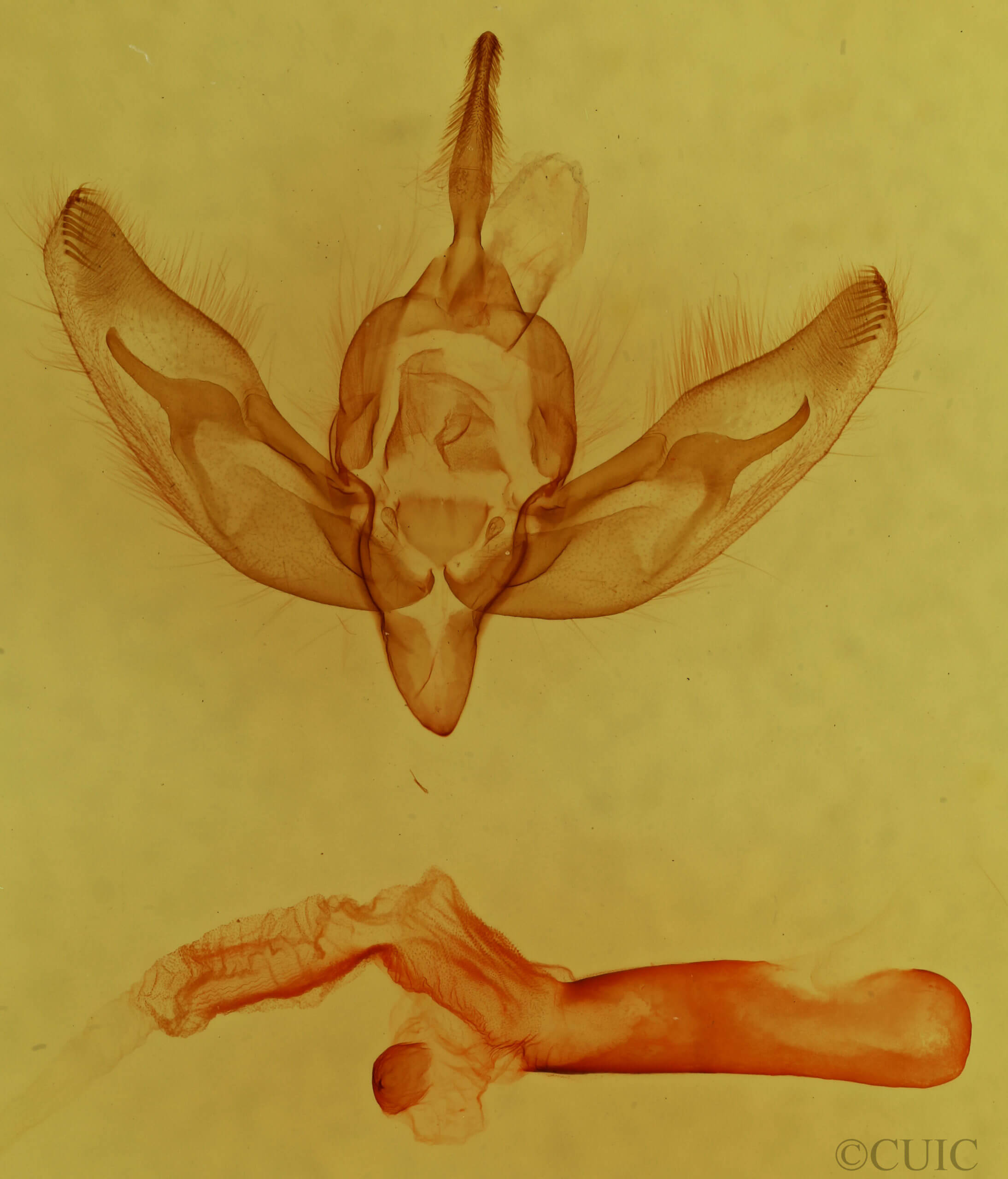 genitalia view of adult Feltia manifesta