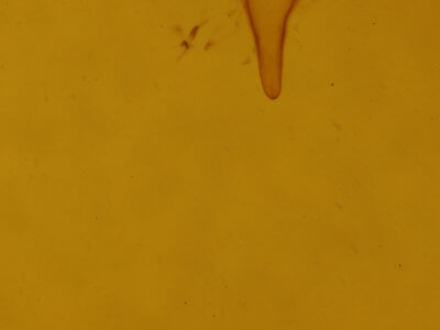 genitalia view of adult Amolita obliqua