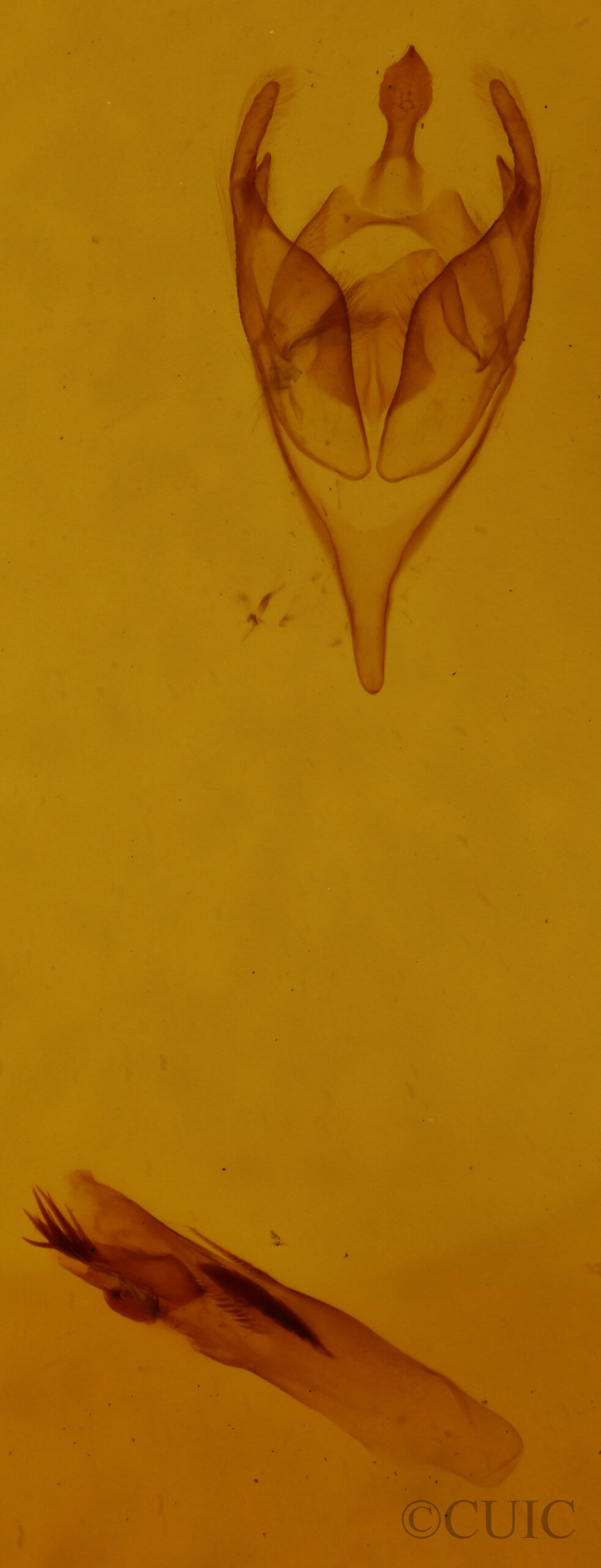 genitalia view of adult Amolita obliqua