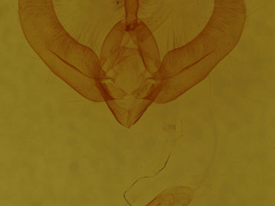 genitalia view of adult Amphipyra brunneoatra