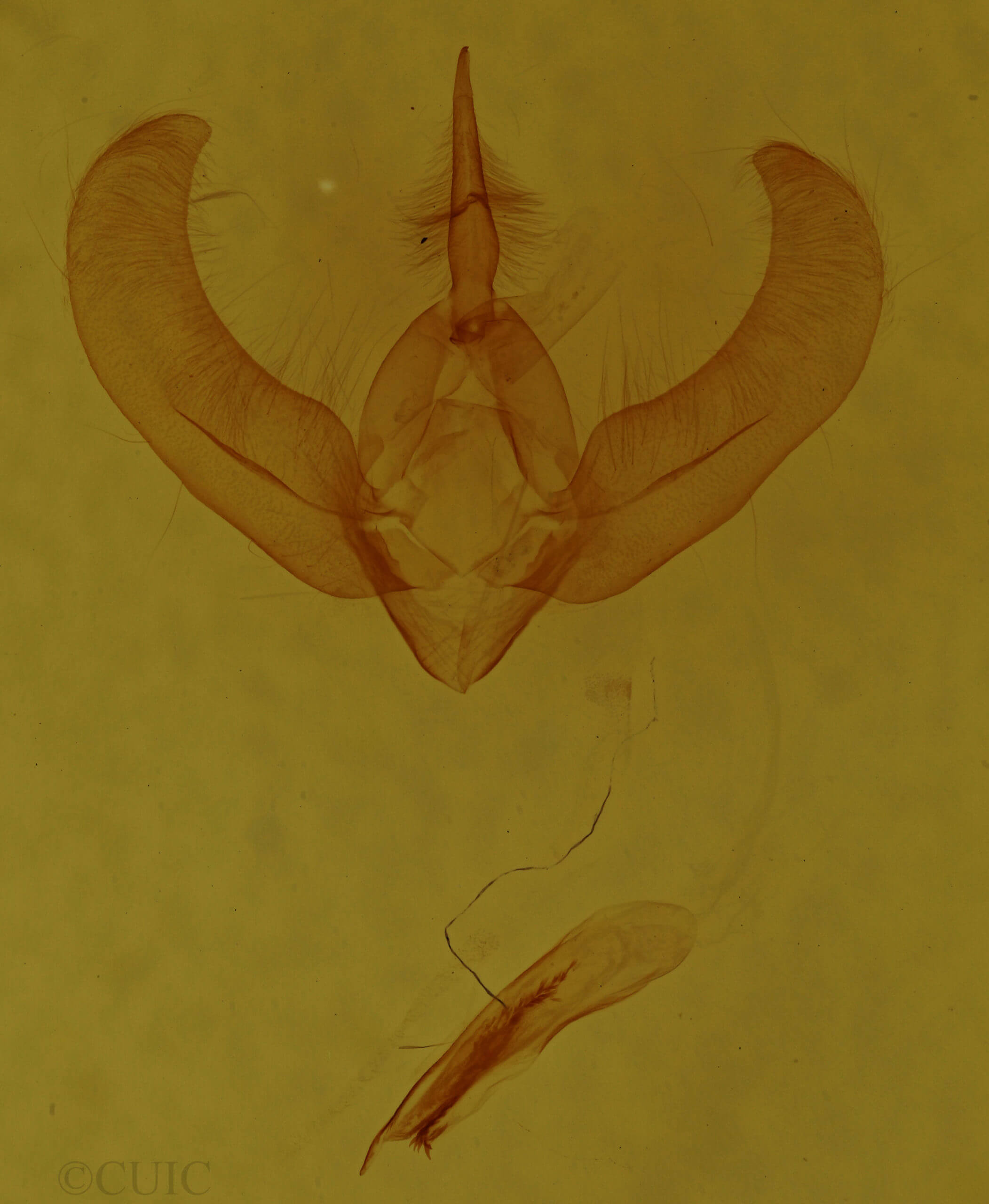 genitalia view of adult Amphipyra brunneoatra