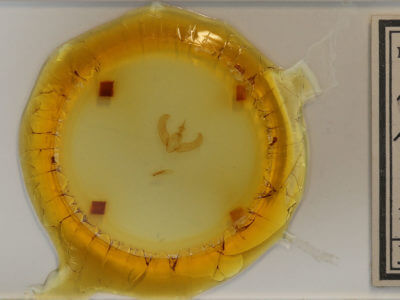 slide view of adult Amphipyra brunneoatra