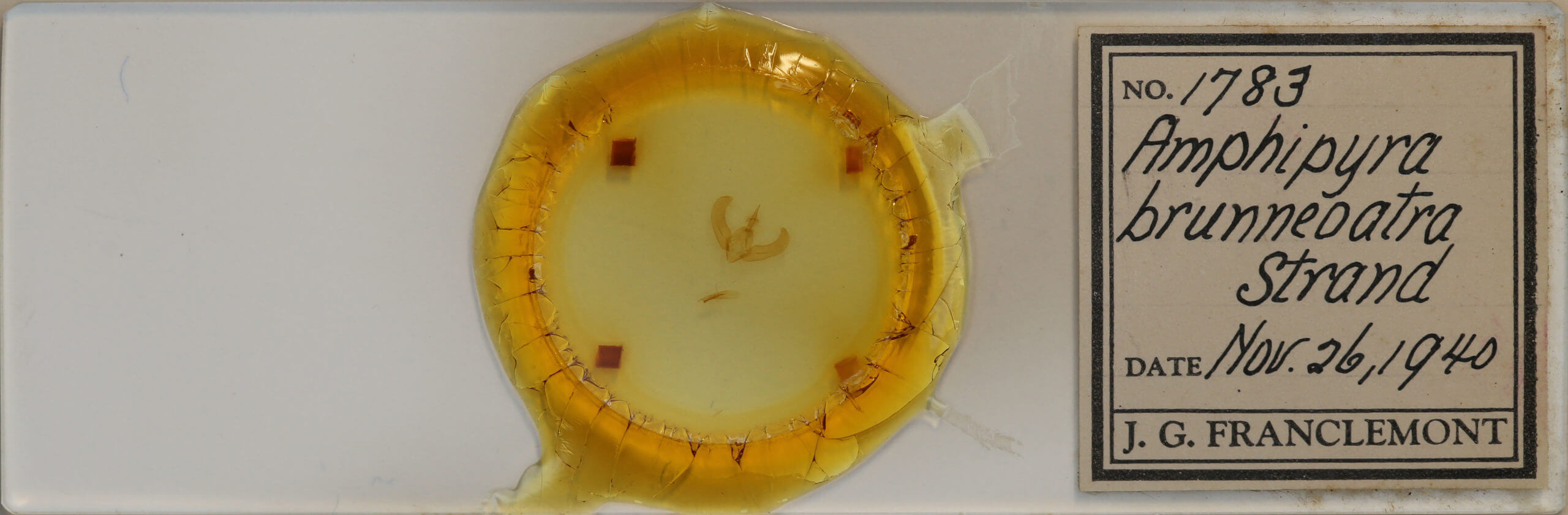 slide view of adult Amphipyra brunneoatra