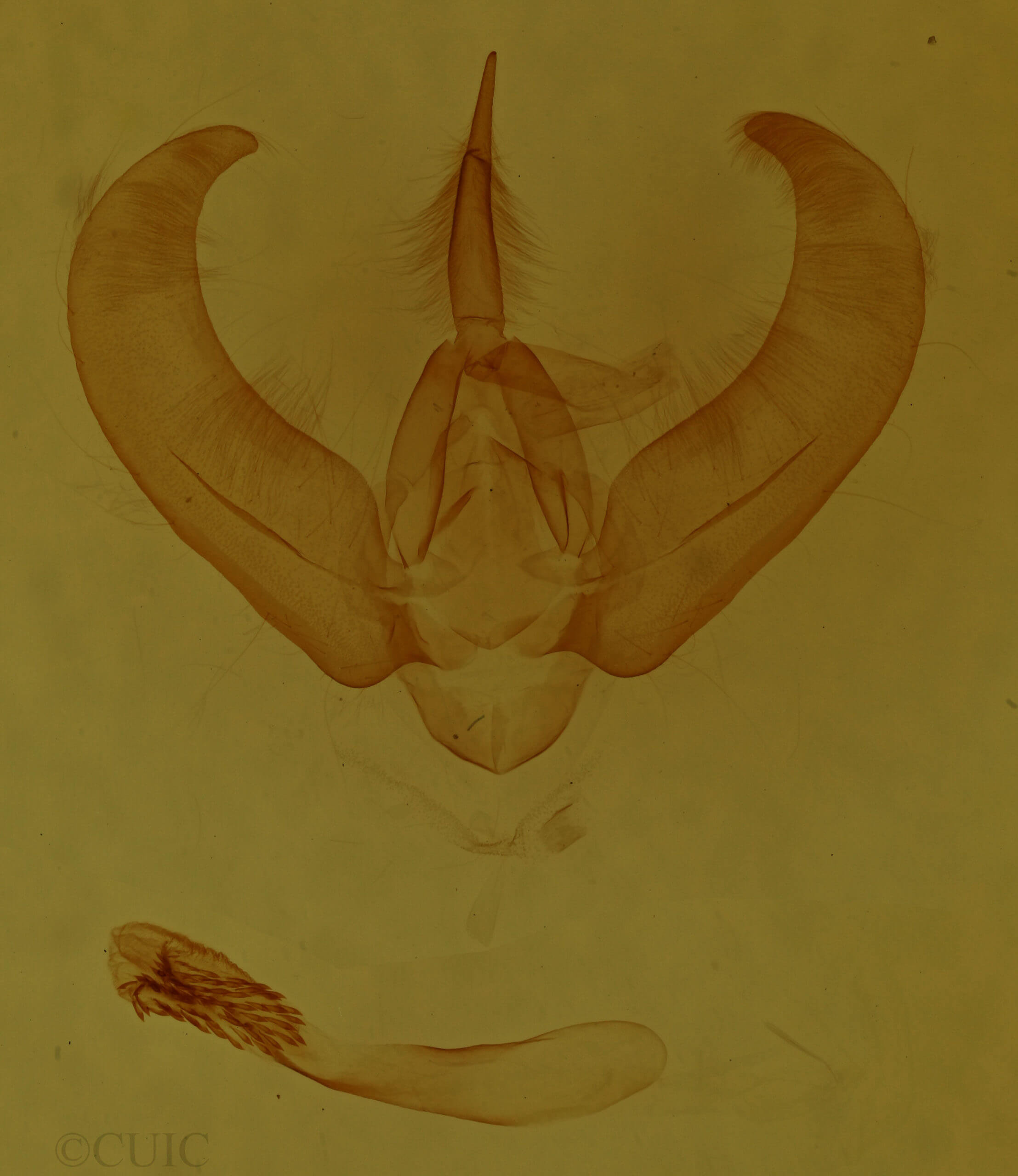 genitalia view of adult Amphipyra glabella