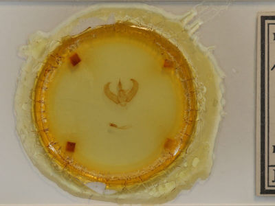 slide view of adult Amphipyra glabella