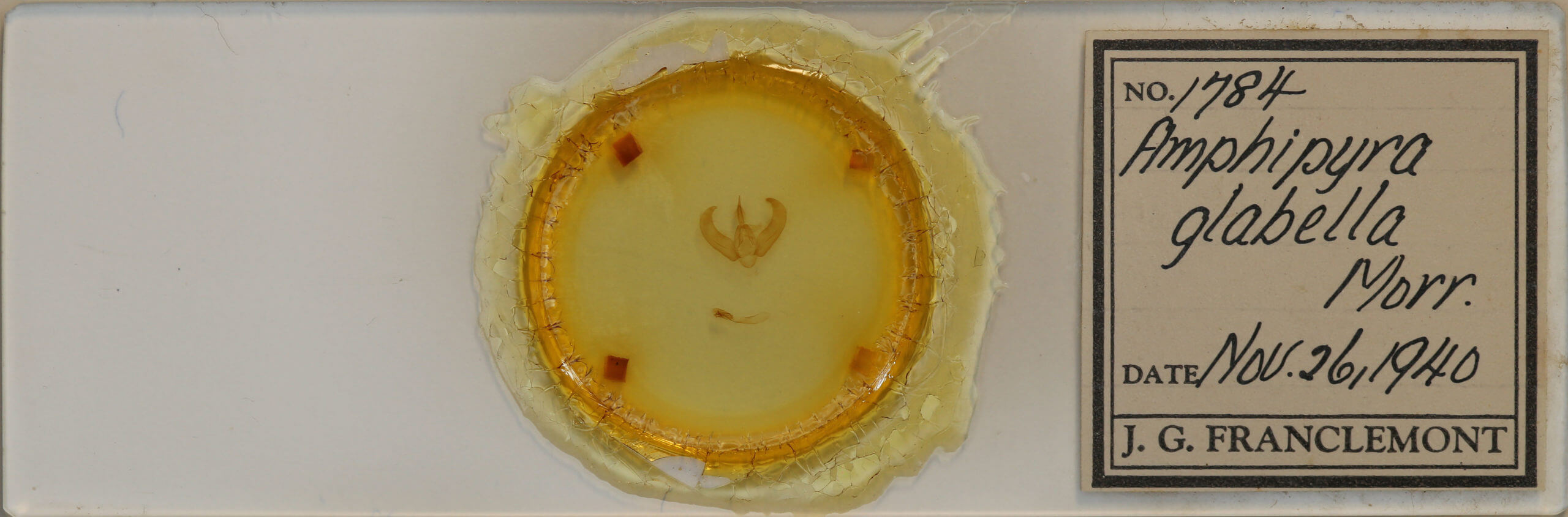 slide view of adult Amphipyra glabella