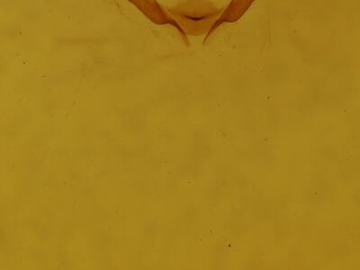 genitalia view of adult Iridopsis humaria