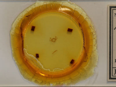 slide view of adult Iridopsis humaria