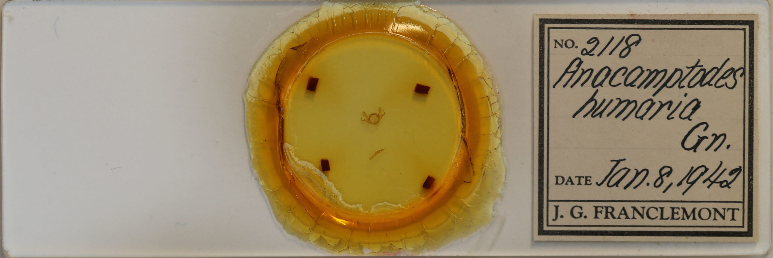 slide view of adult Iridopsis humaria