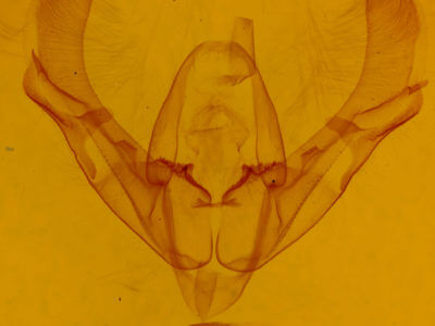 genitalia view of adult Athetis tarda