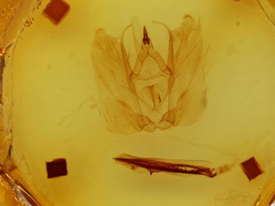 genitalia view of adult Antaea juturna