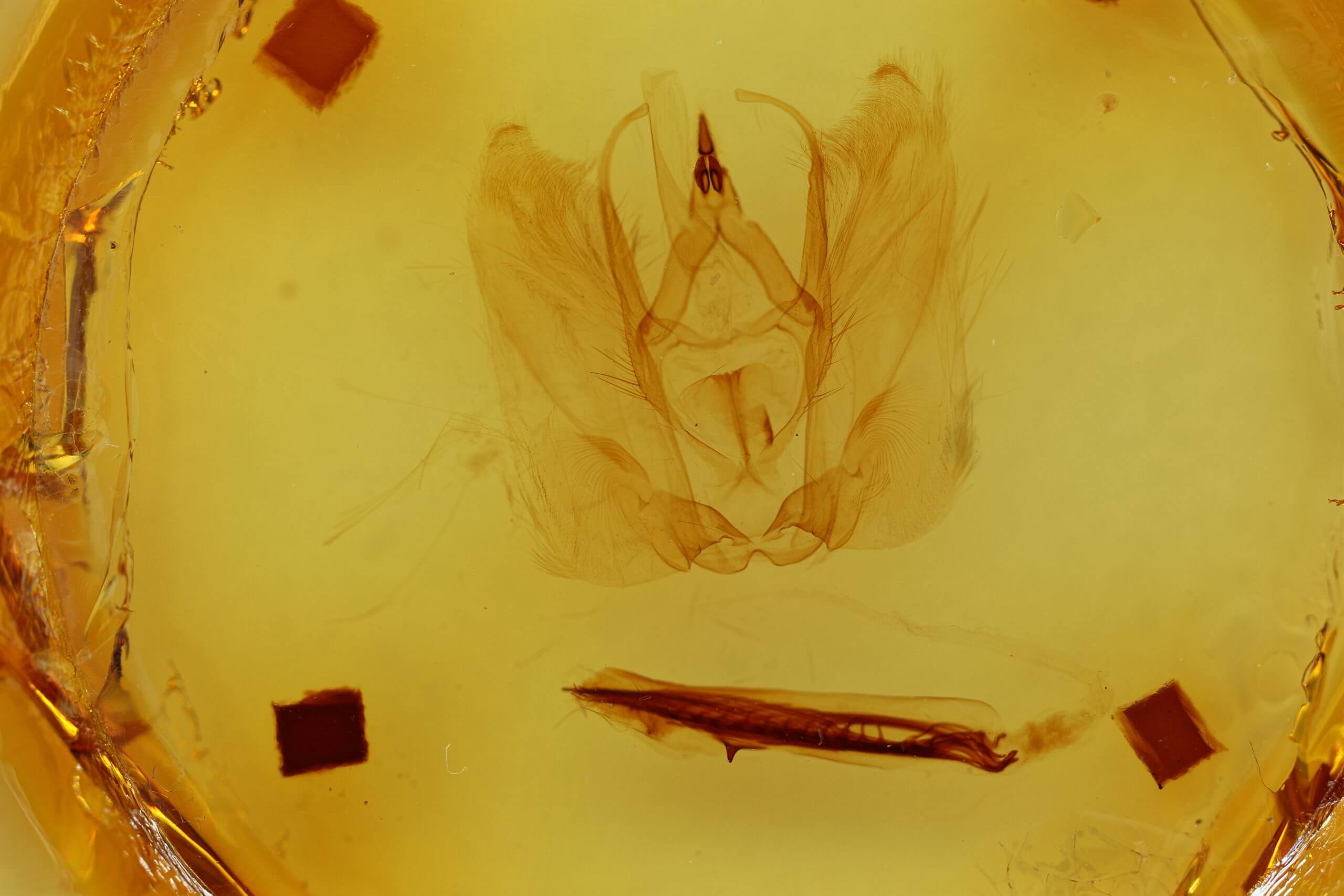 genitalia view of adult Antaea juturna