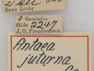 label view of adult Antaea juturna