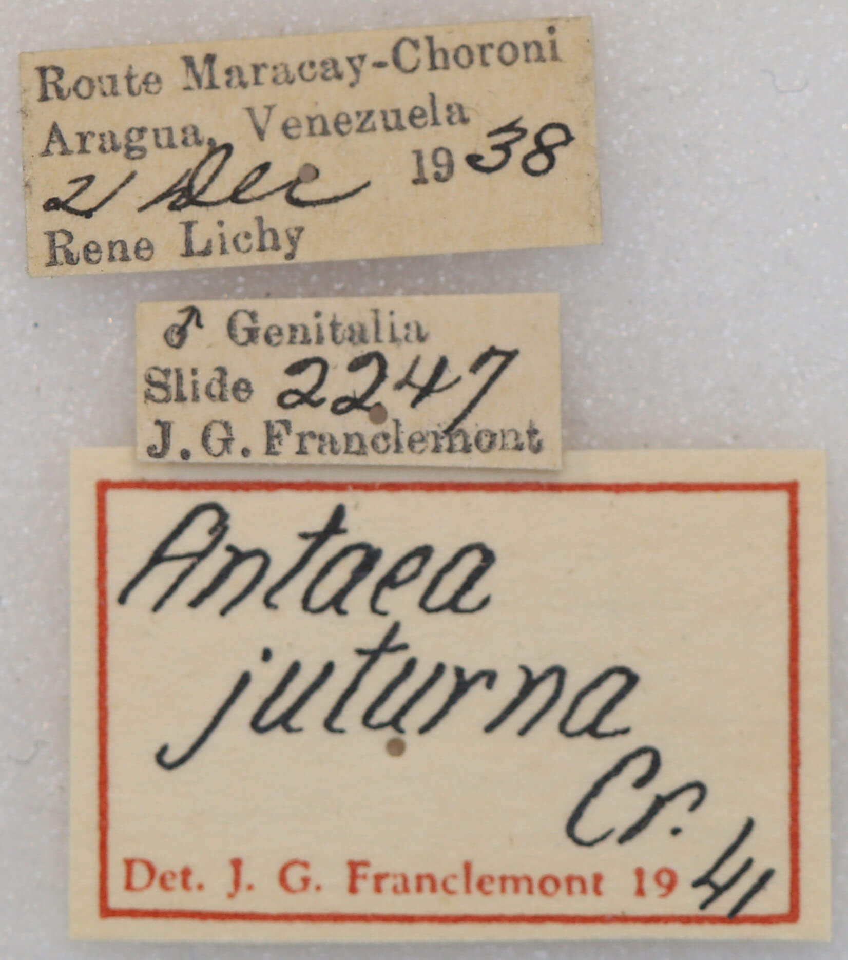 label view of adult Antaea juturna