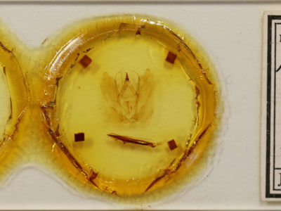 label view of adult Antaea juturna