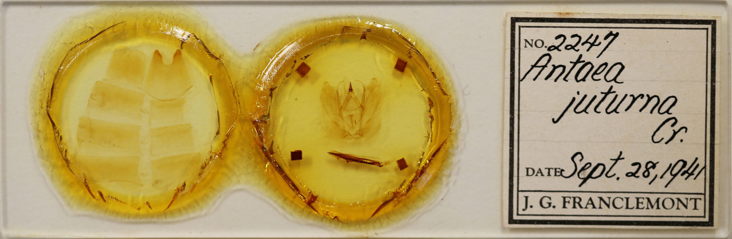 label view of adult Antaea juturna